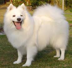 japanese_spitz.jpg